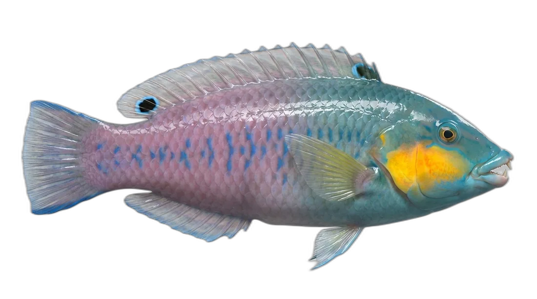 Yellowcheek Wrasse