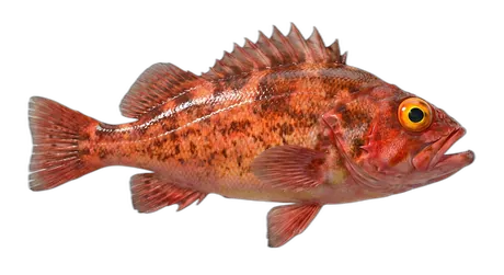 Yelloweye Rockfish
