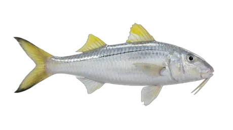 Yellowfin Goatfish