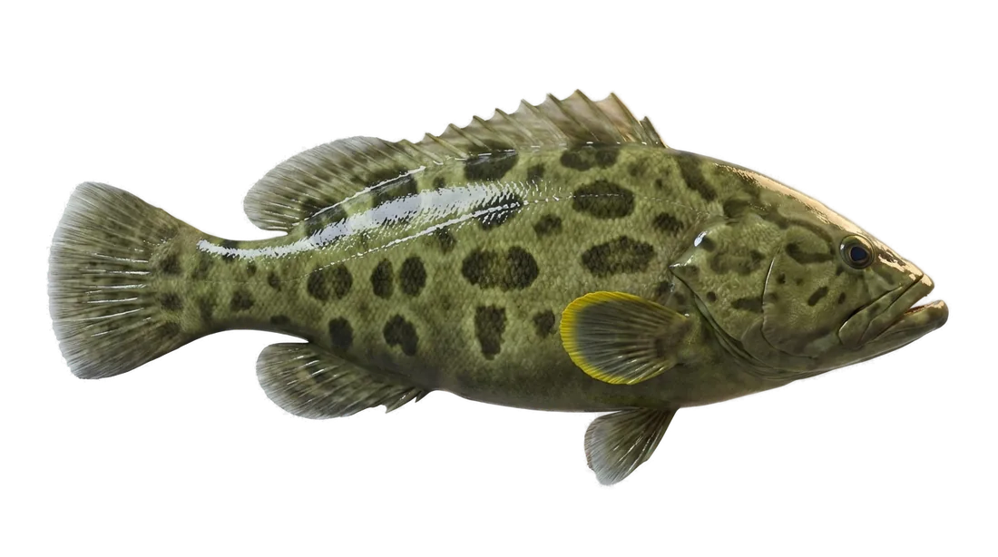 Yellowfin Grouper