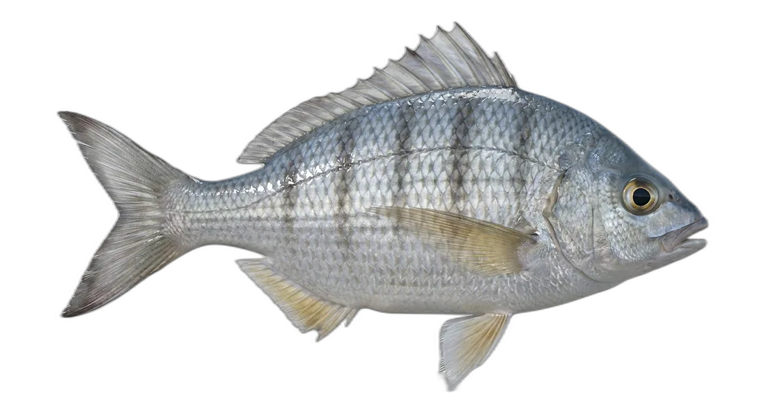 Yellowfin Mojarra
