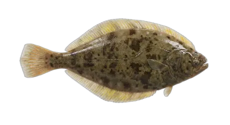 Yellowfin Sole