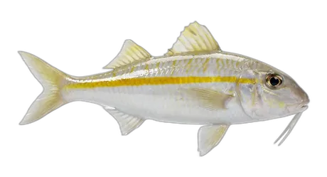 Yellowstripe Goatfish